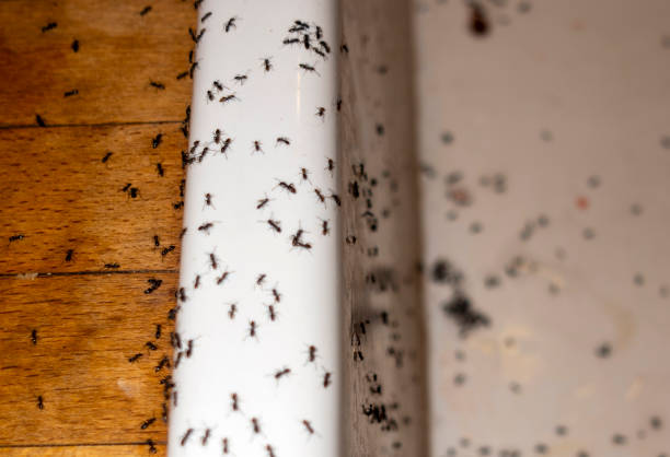 Best Residential Pest Control  in Bella Vista, AR