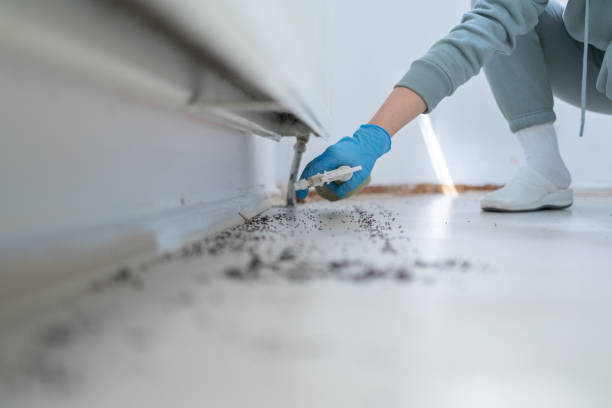 Best Rat Extermination Near Me  in Bella Vista, AR